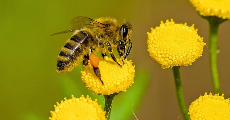 Scientists stunned to learn bees can also pass on their knowledge to peers just like humans - Vimarsana News