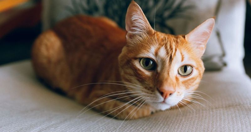 The Airbnb cat who proudly serves as an Appalachian Trail guide for guests - Vimarsana News