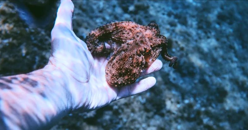 Diver's magical 'date' with octopus leads to the discovery of a 'mysterious' underwater shrine - Vimarsana News